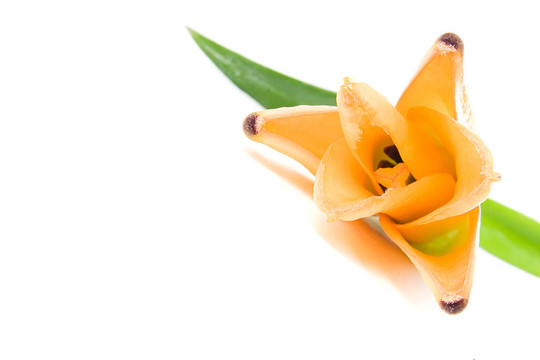 橙色tiger lily