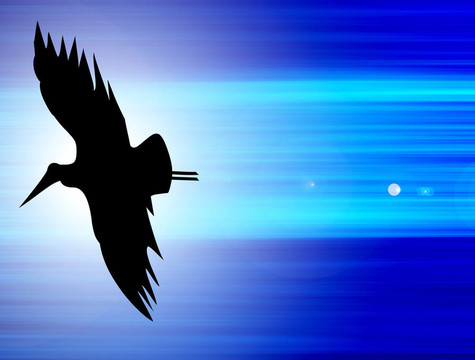 鳥