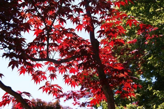 紅色的葉子
