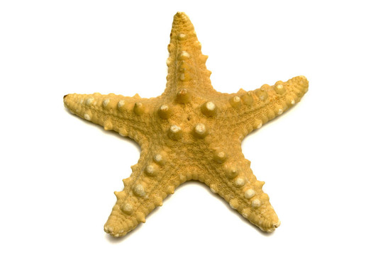 海星的海洋紀(jì)念品