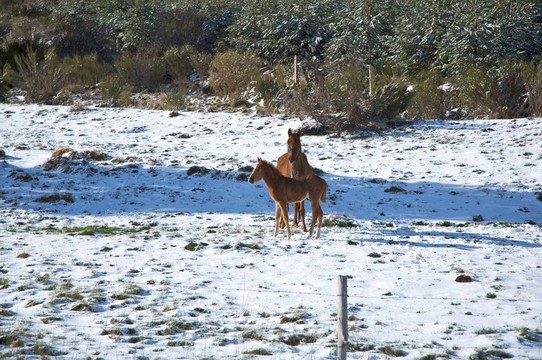 幾匹馬在雪上