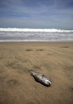 死魚