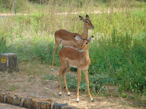 可愛(ài)的鹿在克魯格公園