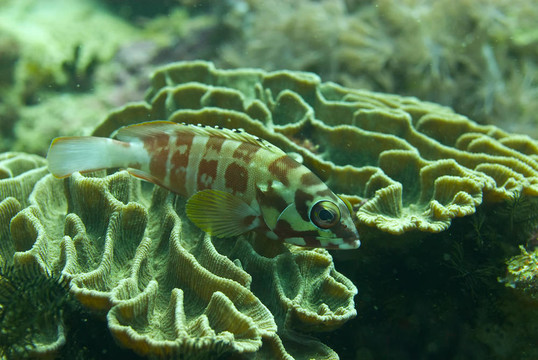 黑邊石斑魚（石斑魚fasciatus）