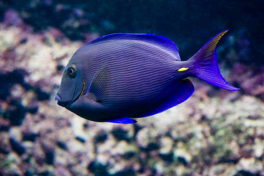 刺尾魚