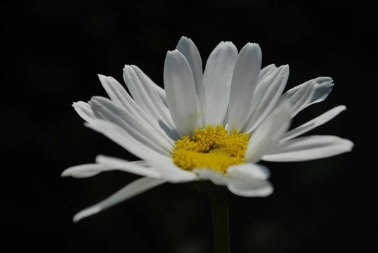 洋甘菊