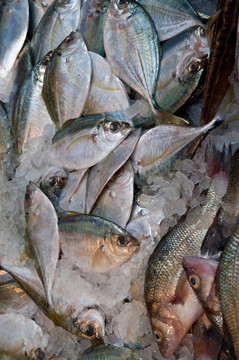 市場上的魚
