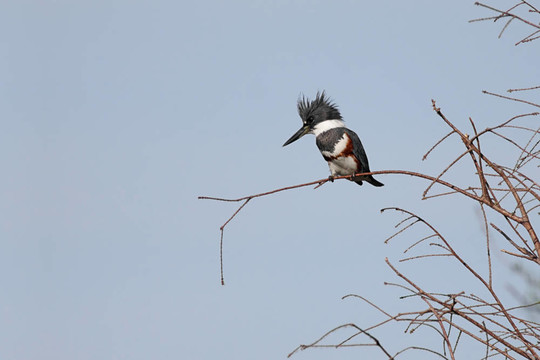 束帶翠鳥(niǎo)（Ceryle alcyon）