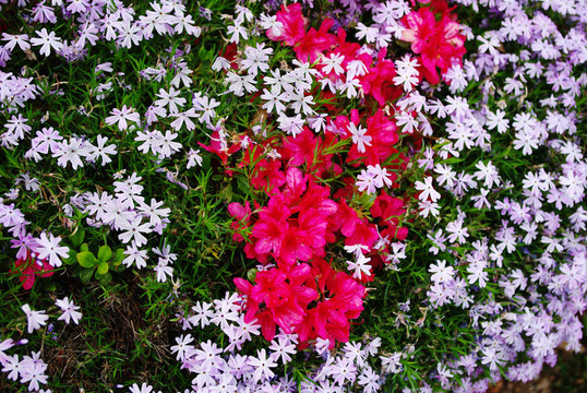 Phlox和杜鵑花