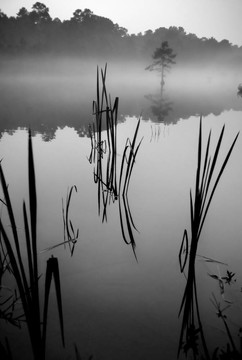在shallows2香蒲