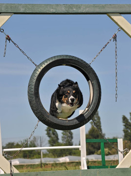 在agililty邊境牧羊犬
