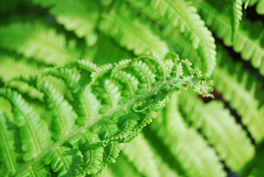 蕨類植物