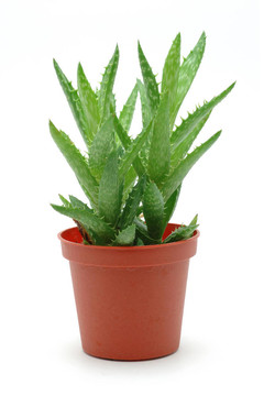 Aloe vera在鍋里