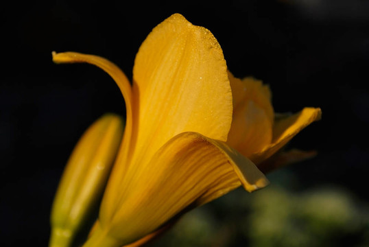 黃花菜