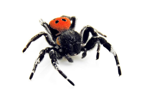 Ladybird Spider爬向你！