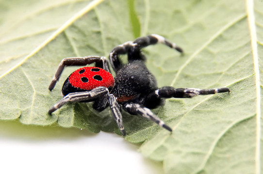 Ladybird Spider在一片葉子上爬行