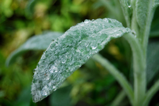 落葉上的雨滴