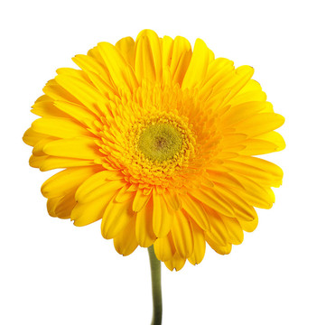 黃太陽菊