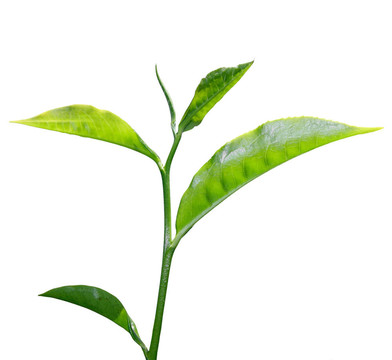 茶葉