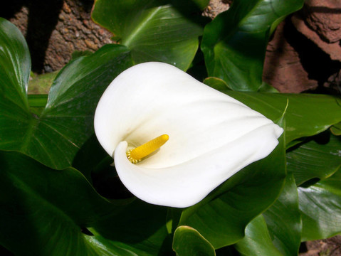 Calla Lily（馬蹄蓮）