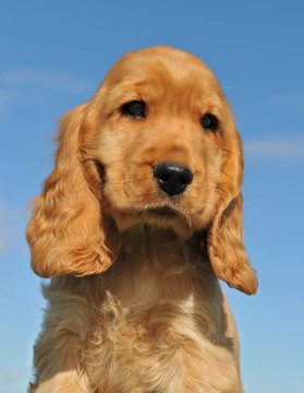 小狗可卡犬