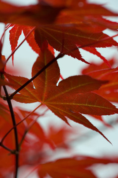 紅色的葉子