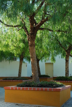 美麗的哀訴者樹