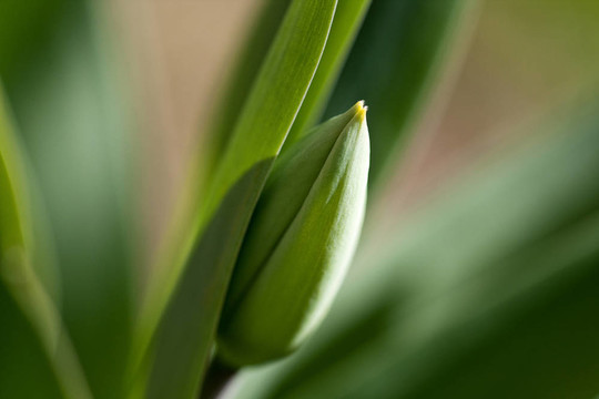 綠色郁金香花蕾