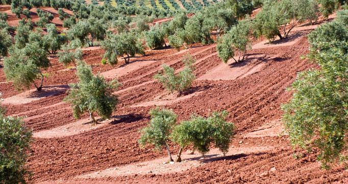 Andalucia西班牙橄欖樹；