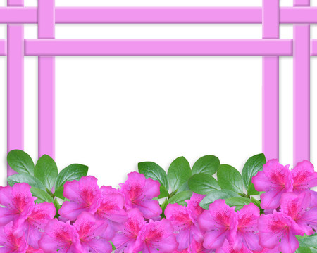 花杜鵑邀請邊境