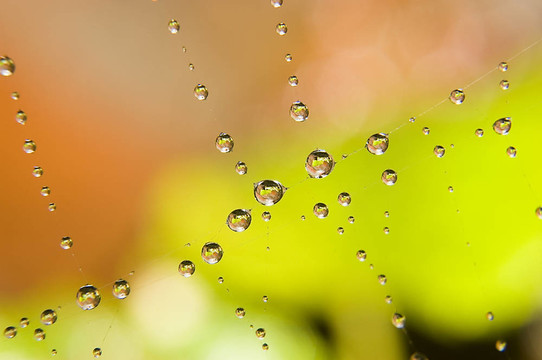 蜘蛛網(wǎng)上的水滴
