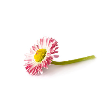 單菊花分離