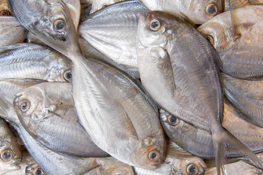 魚