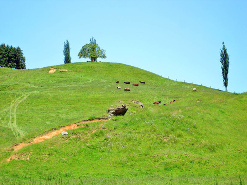 牛草uphilll場；Waitomo；新西蘭