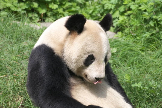 大熊貓