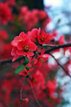 紅色的花