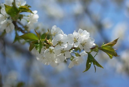 藍(lán)天上的櫻花