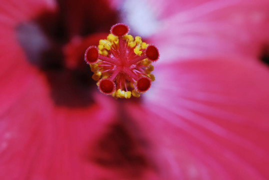 木槿