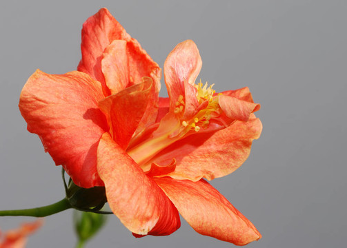 橙色的芙蓉