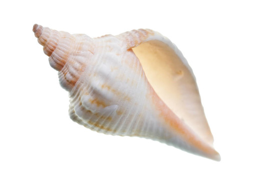 貝殼