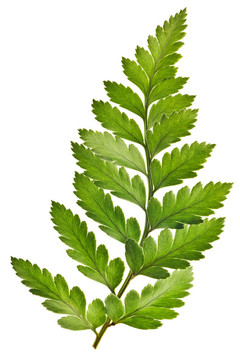 Green Fern分離