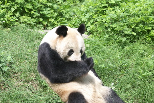 大熊貓