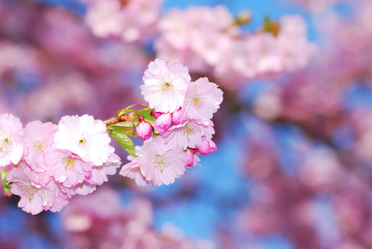 櫻花
