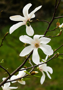 白色盛開(kāi)的蘭花