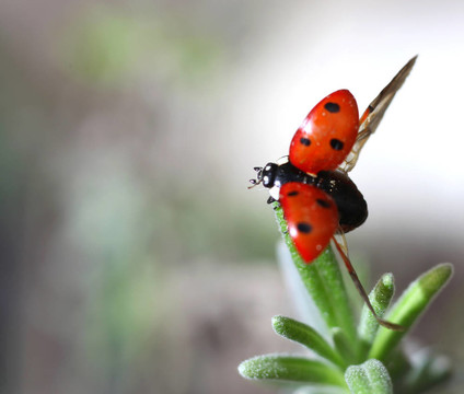Ladybird Coccinella septempunctata起飛