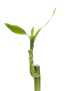 幸運(yùn)竹
