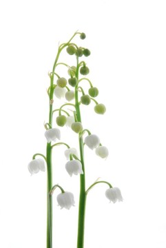 山谷的百合花