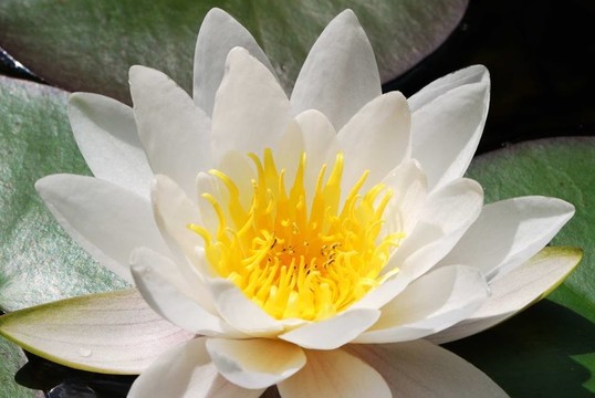 白蓮花