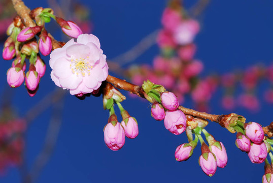 櫻花
