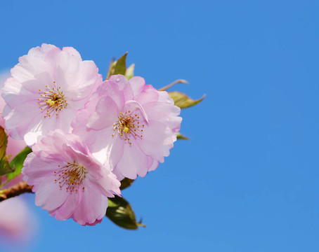 櫻花